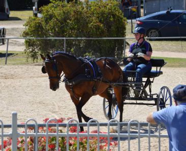 Tash and Dusty (Out Alice) @ Stawell Harness
