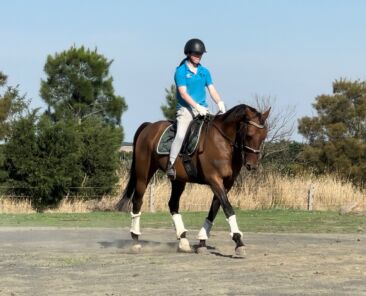 Tana Q4 - Dressage