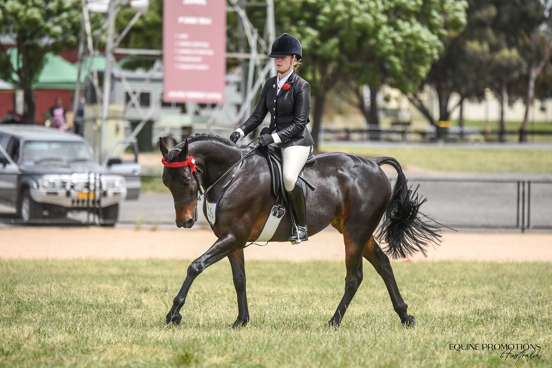Brontie and Shakira the Standardbred’s Adventures from the Show Ring to ...