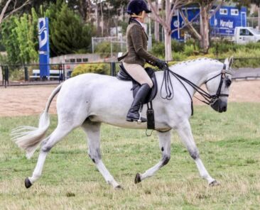 Mazzas Delight and Sebastian Bellamy - Owned by Kylie Gleeson and Marilyn Cauchi