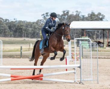 Yoshi Dynamite show jumping photo by Felicity Clay Photography