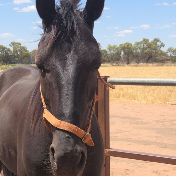 Resized_31635357055770001_1_ Resized_31635357055770001_1_