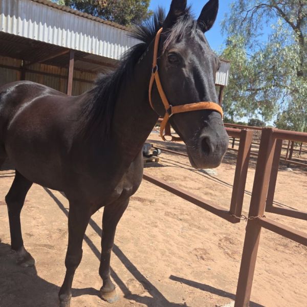 Resized_31635357211323 Resized_31635357211323