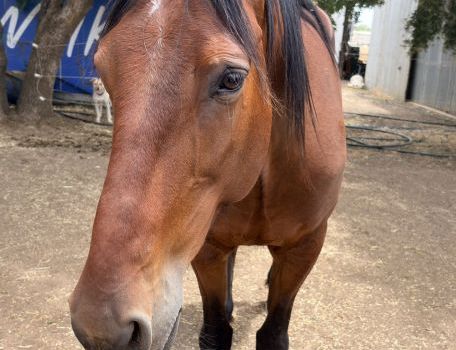 AARdie 2025 AARdie 2025