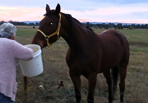 Anges Angel 7 Anges Angel 7