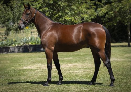 Kyvalley Rider NZ 1 Kyvalley Rider NZ 1