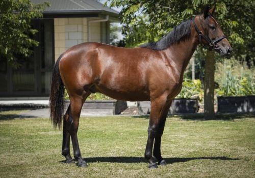 Kyvalley rider NZ 3 Kyvalley rider NZ 3